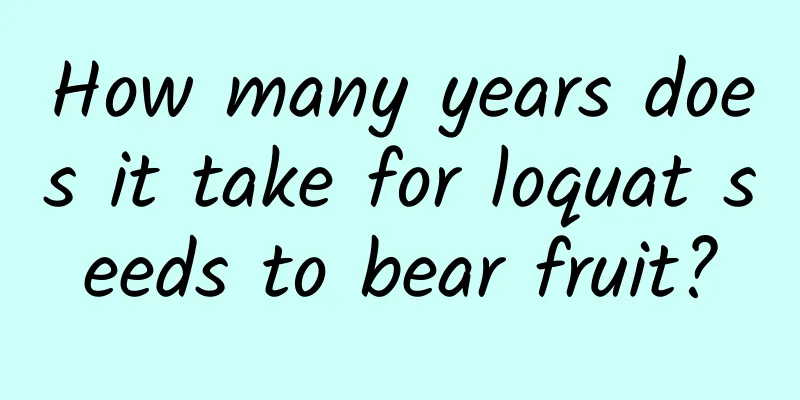 How many years does it take for loquat seeds to bear fruit?
