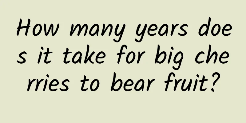 How many years does it take for big cherries to bear fruit?
