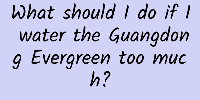 What should I do if I water the Guangdong Evergreen too much?