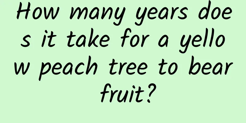How many years does it take for a yellow peach tree to bear fruit?