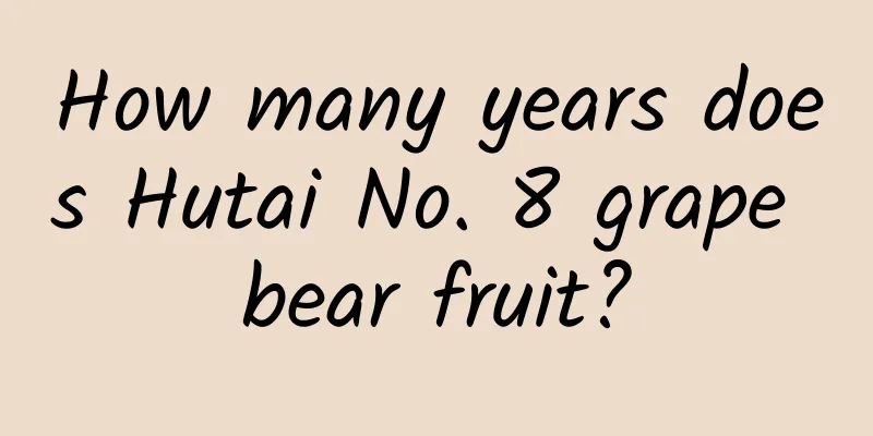 How many years does Hutai No. 8 grape bear fruit?