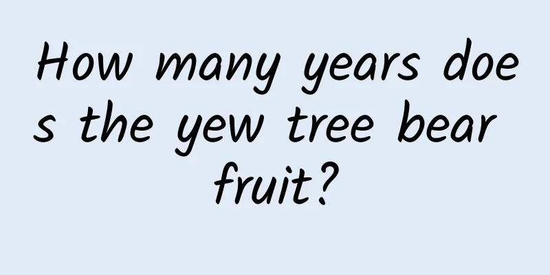 How many years does the yew tree bear fruit?