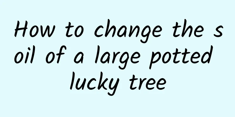 How to change the soil of a large potted lucky tree