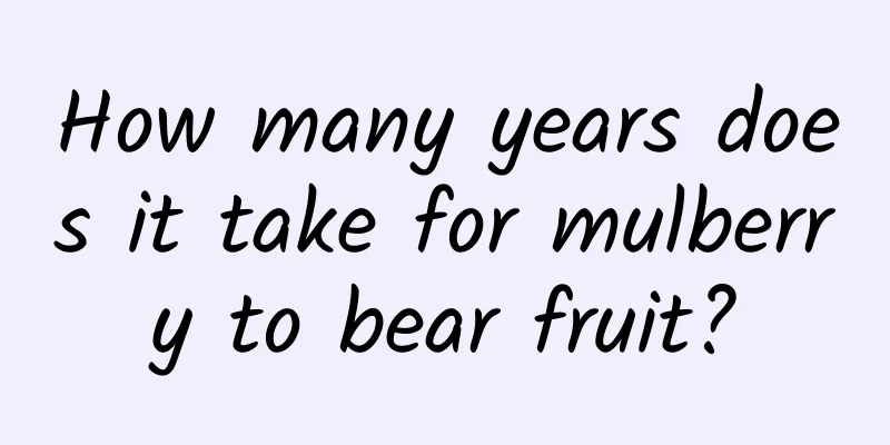 How many years does it take for mulberry to bear fruit?