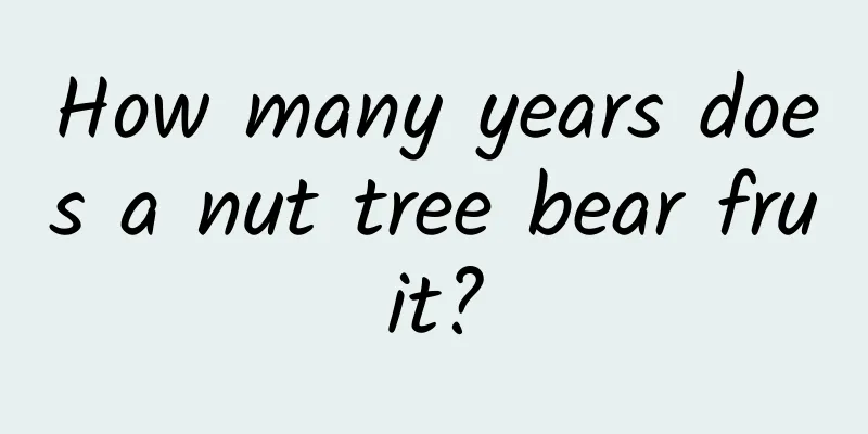 How many years does a nut tree bear fruit?