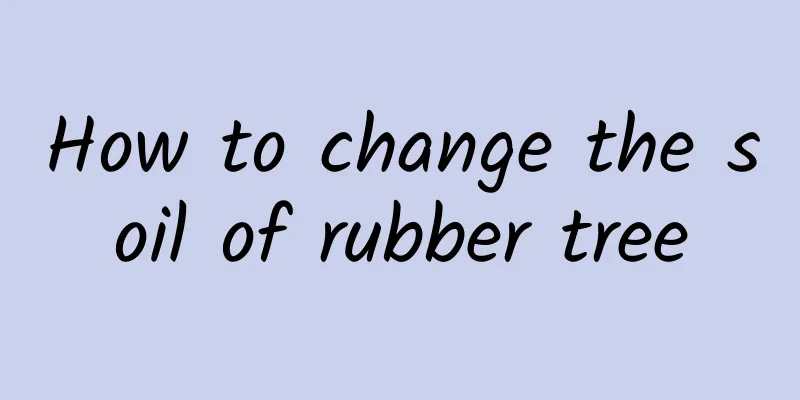 How to change the soil of rubber tree