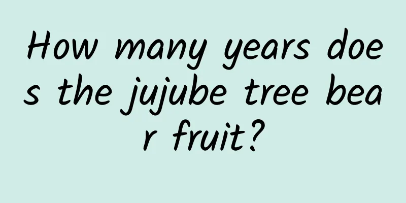 How many years does the jujube tree bear fruit?