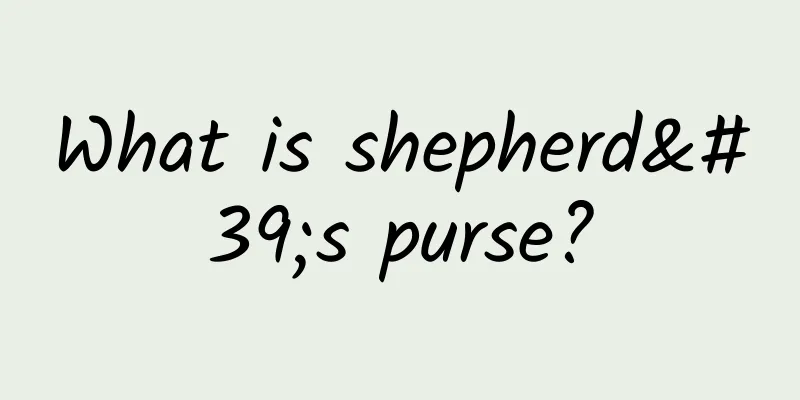 What is shepherd's purse?