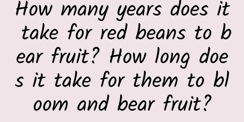 How many years does it take for red beans to bear fruit? How long does it take for them to bloom and bear fruit?