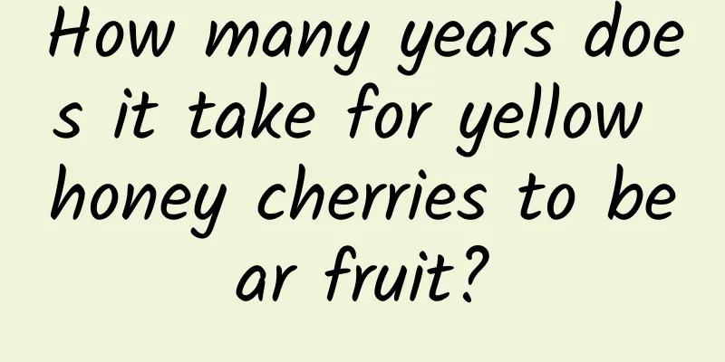 How many years does it take for yellow honey cherries to bear fruit?