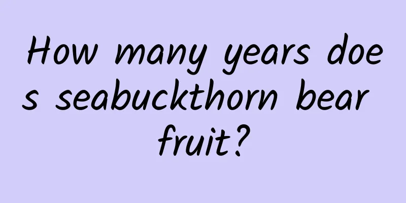 How many years does seabuckthorn bear fruit?