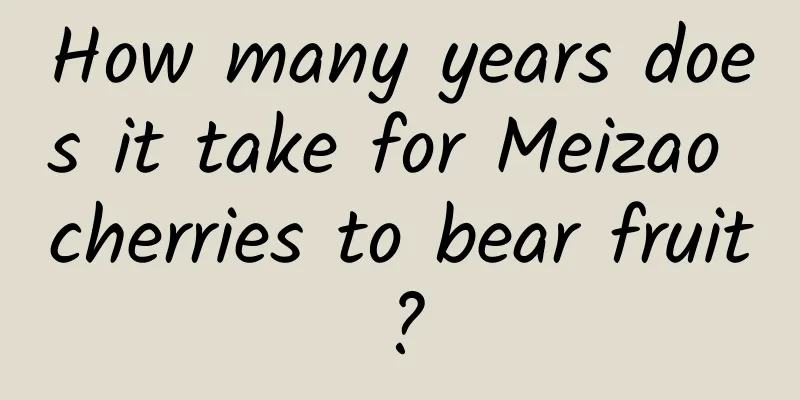 How many years does it take for Meizao cherries to bear fruit?