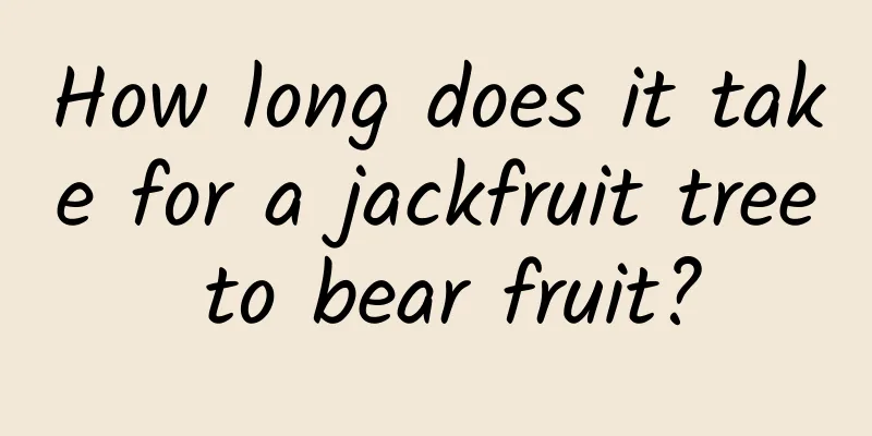 How long does it take for a jackfruit tree to bear fruit?