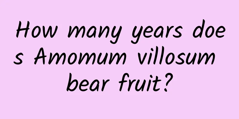 How many years does Amomum villosum bear fruit?