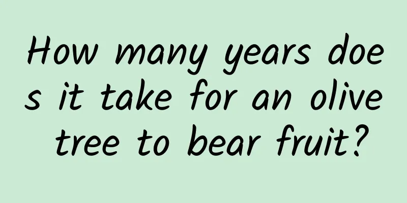 How many years does it take for an olive tree to bear fruit?