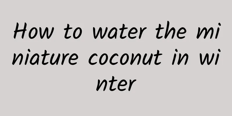 How to water the miniature coconut in winter