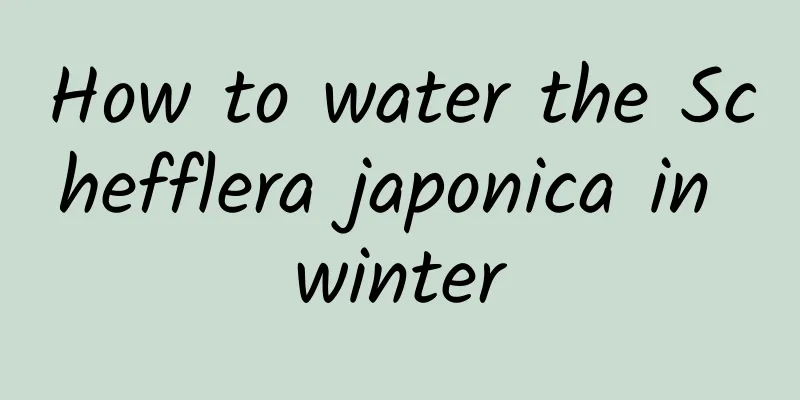 How to water the Schefflera japonica in winter