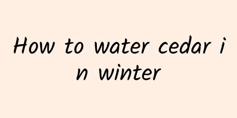 How to water cedar in winter