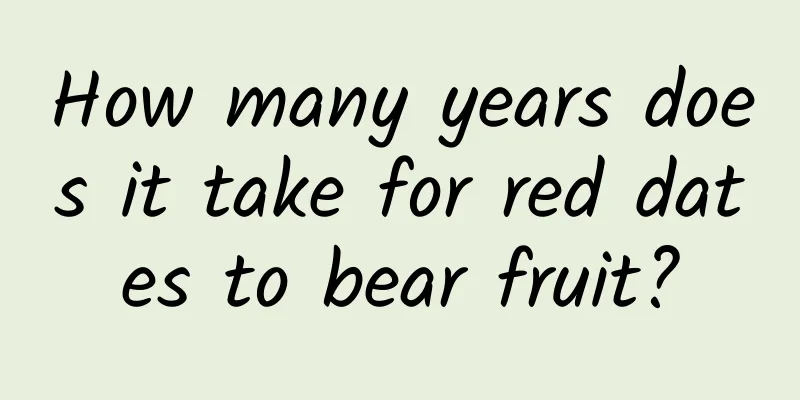 How many years does it take for red dates to bear fruit?