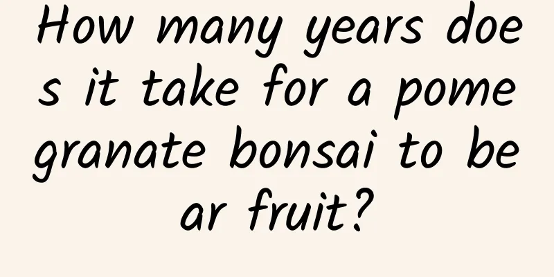 How many years does it take for a pomegranate bonsai to bear fruit?