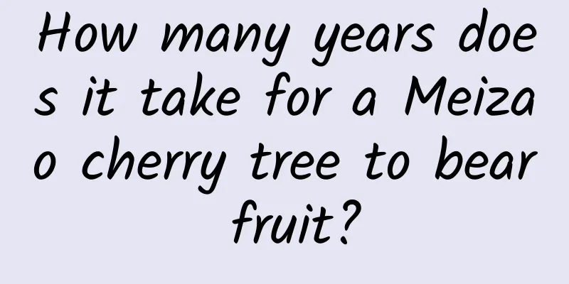 How many years does it take for a Meizao cherry tree to bear fruit?