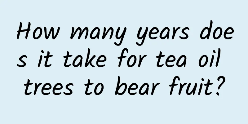 How many years does it take for tea oil trees to bear fruit?