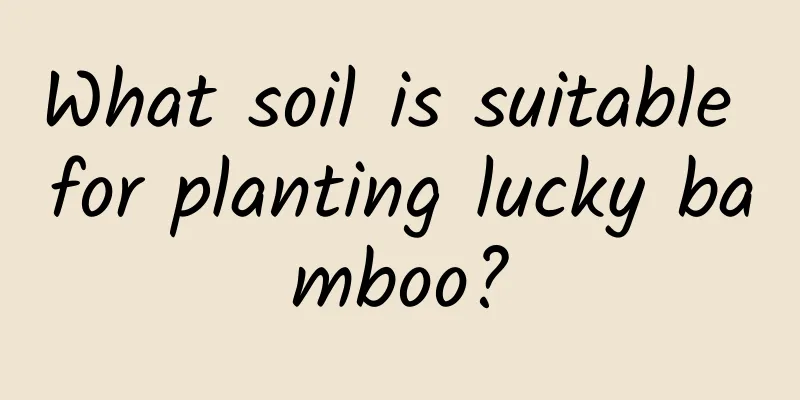 What soil is suitable for planting lucky bamboo?