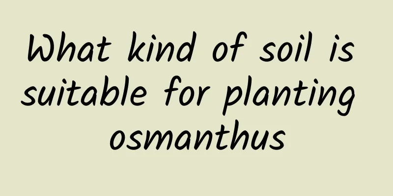 What kind of soil is suitable for planting osmanthus