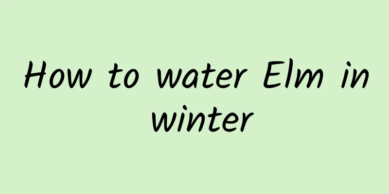 How to water Elm in winter