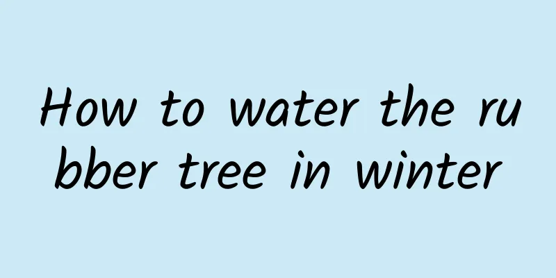 How to water the rubber tree in winter