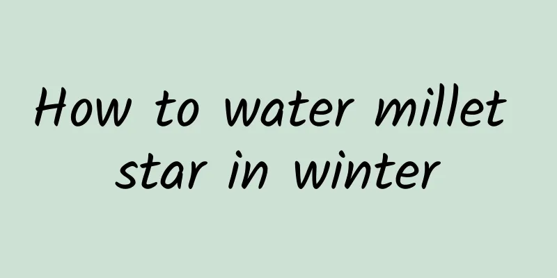 How to water millet star in winter