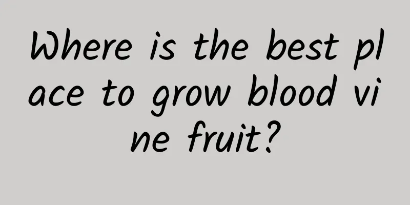 Where is the best place to grow blood vine fruit?