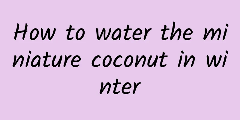 How to water the miniature coconut in winter