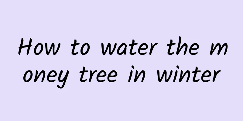 How to water the money tree in winter