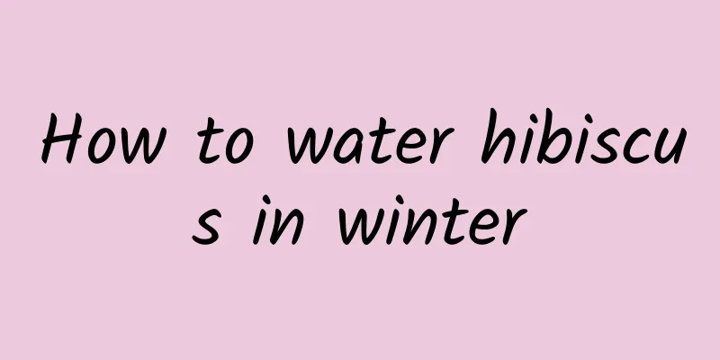 How to water hibiscus in winter