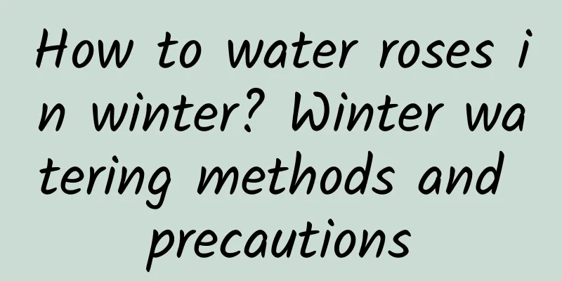 How to water roses in winter? Winter watering methods and precautions