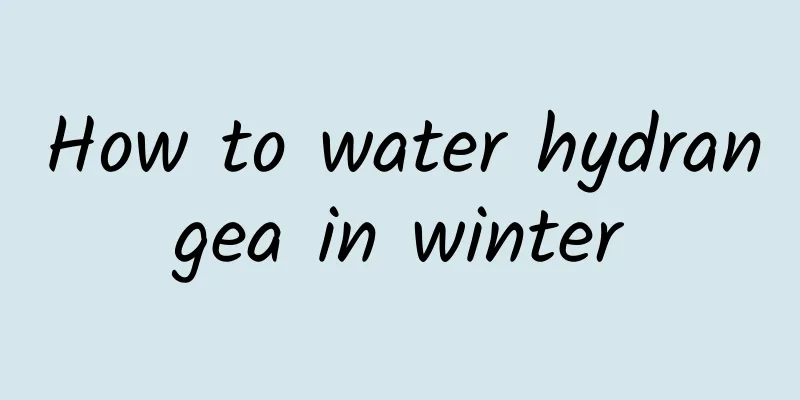 How to water hydrangea in winter