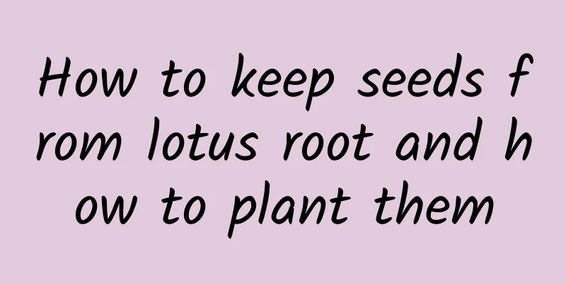 How to keep seeds from lotus root and how to plant them