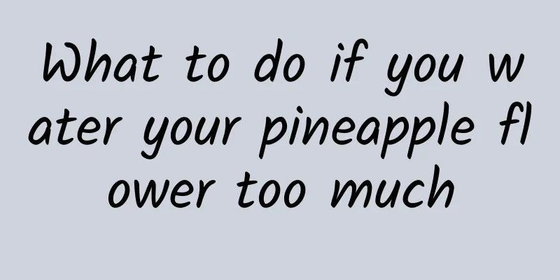 What to do if you water your pineapple flower too much