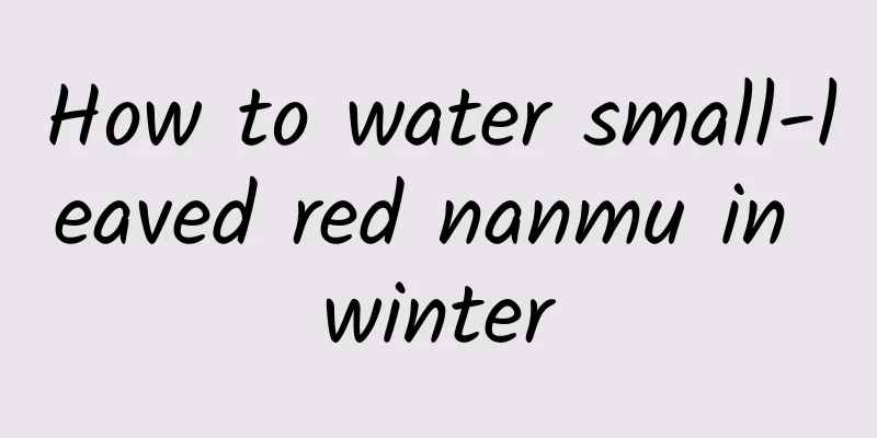 How to water small-leaved red nanmu in winter