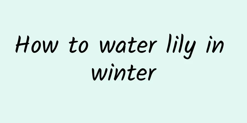 How to water lily in winter