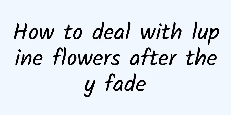 How to deal with lupine flowers after they fade