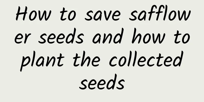 How to save safflower seeds and how to plant the collected seeds