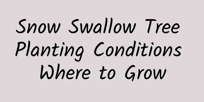 Snow Swallow Tree Planting Conditions Where to Grow