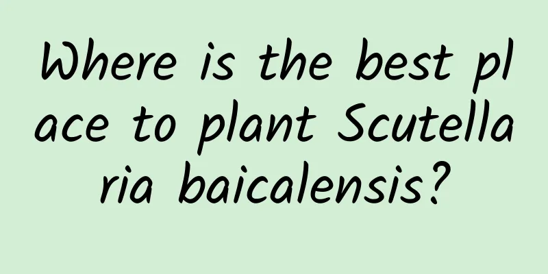 Where is the best place to plant Scutellaria baicalensis?