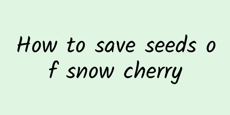 How to save seeds of snow cherry