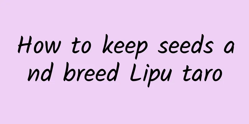 How to keep seeds and breed Lipu taro