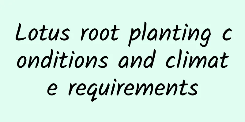 Lotus root planting conditions and climate requirements