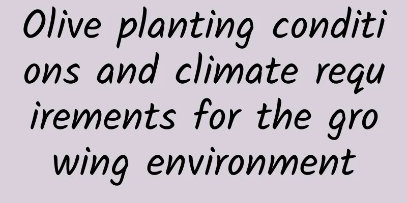 Olive planting conditions and climate requirements for the growing environment