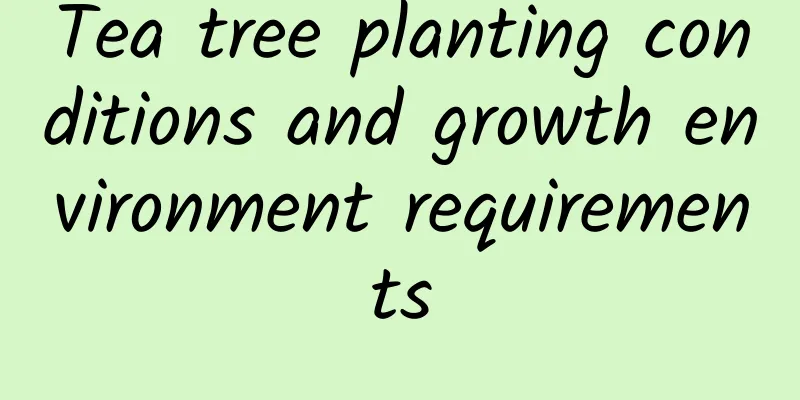 Tea tree planting conditions and growth environment requirements